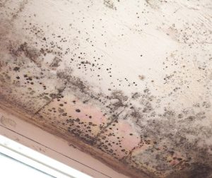 Mold caused by water damage