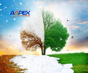 An image of a tree showing the 4 seasons.